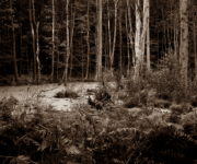wood-dark-swamps-hd-random-1450659.png